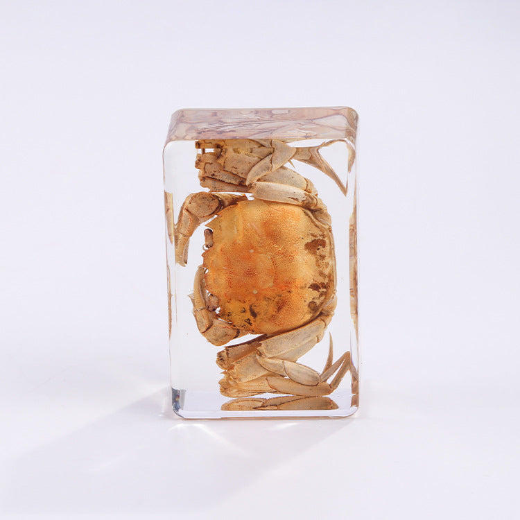 Wholesale 6pcs/pack Handmade Epoxy Resin Insect Specimens