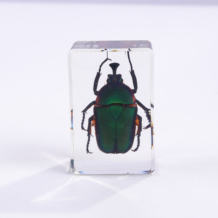 Wholesale 6pcs/pack Handmade Epoxy Resin Insect Specimens