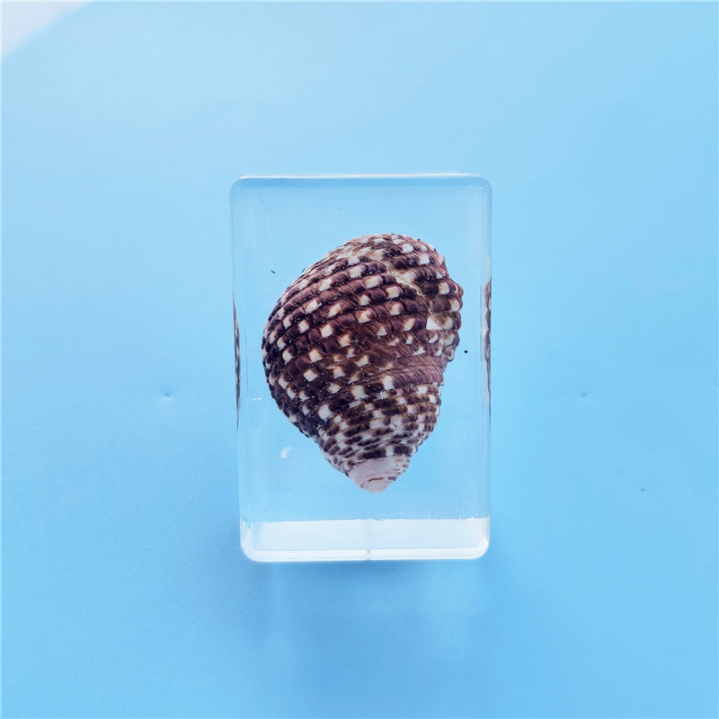 Wholesale 10pcs Resin Crafts Natural Conch Specimen Ornaments