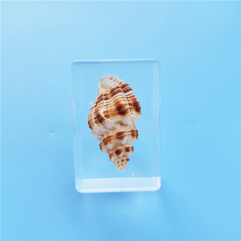 Wholesale 6pcs Resin Transparent Natural Conch Specimen Creative Ornaments