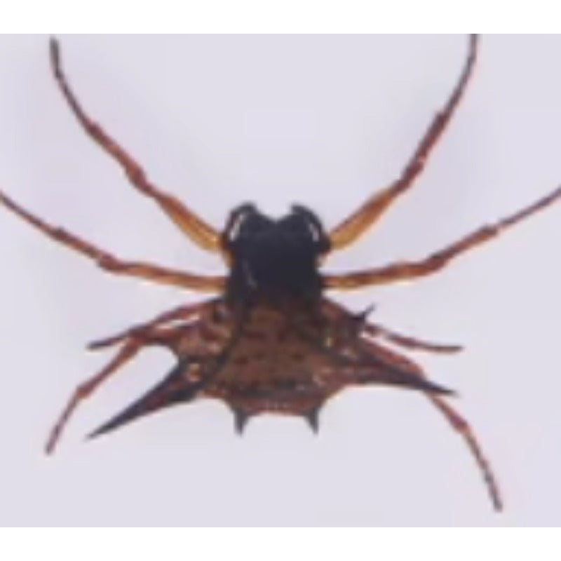 Wholesale 6pcs Real Insect Glue Resin Specimen Keychain