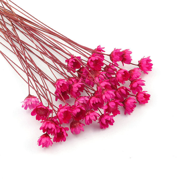 Wholesale small star flower dried flower Mini small Daisy wild chrysanthemum crystal glue drop handmade diy making filling material accessories