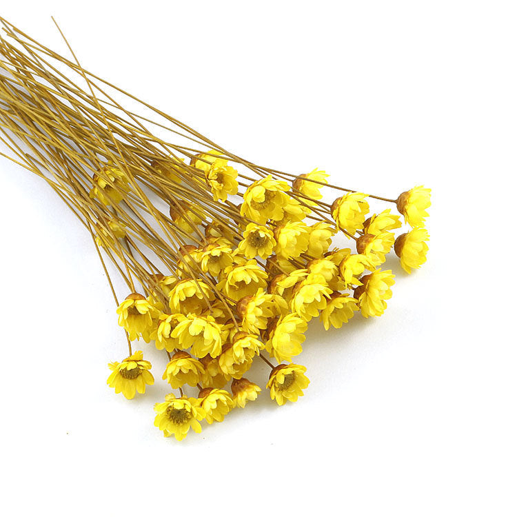Wholesale small star flower dried flower Mini small Daisy wild chrysanthemum crystal glue drop handmade diy making filling material accessories