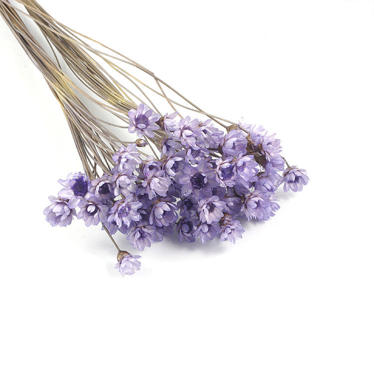 Wholesale small star flower dried flower Mini small Daisy wild chrysanthemum crystal glue drop handmade diy making filling material accessories