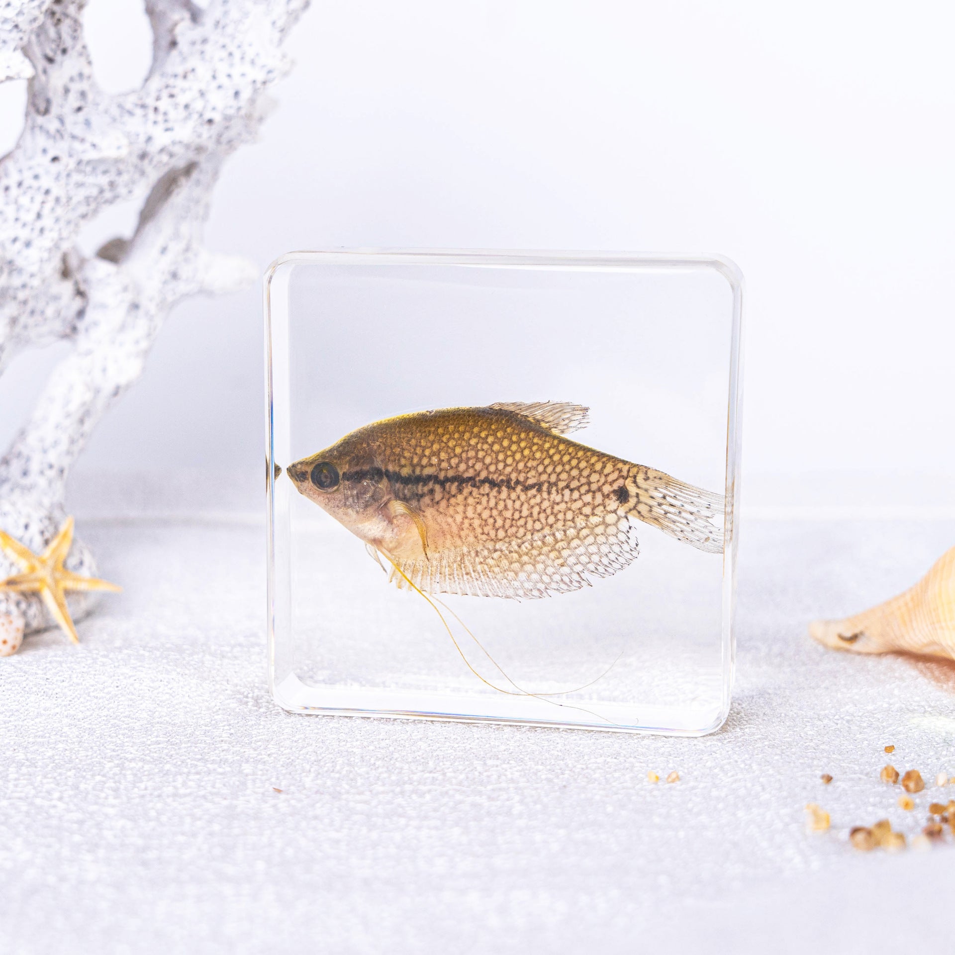 Wholesale Ocean Transparent Drop Glue Real Octopus Shell Specimen Ornaments