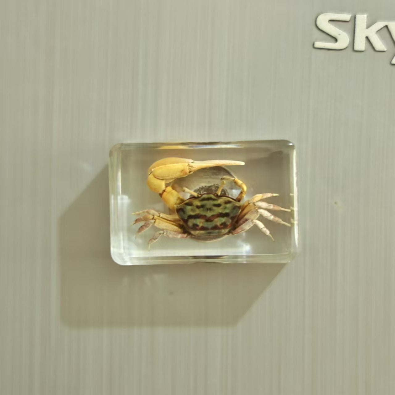 Wholesale Insect Fridge Magnet Cute 3D Magnetic Fridge Magnet