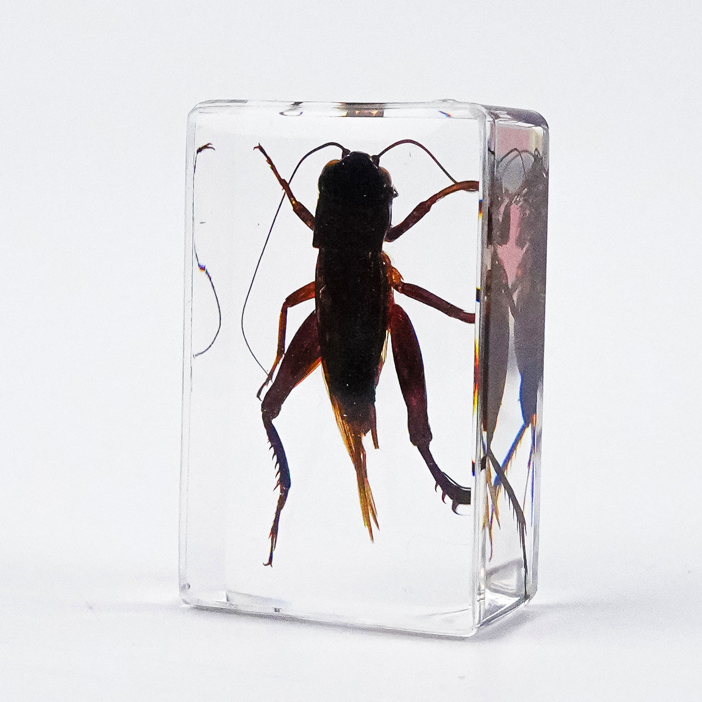 Wholesale Crystal Glue Real Insect Specimen Ornaments