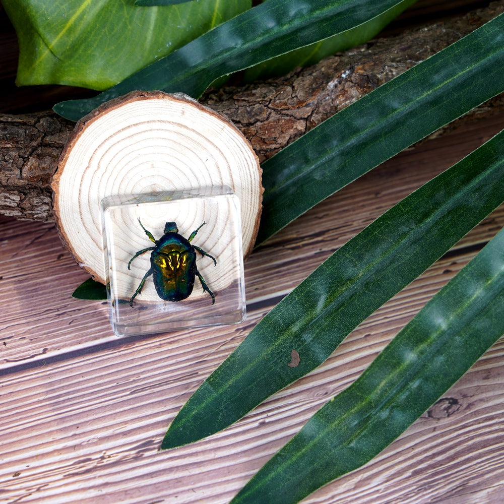 Wholesale Real Insect Specimen Resin Crafts Small Ornaments