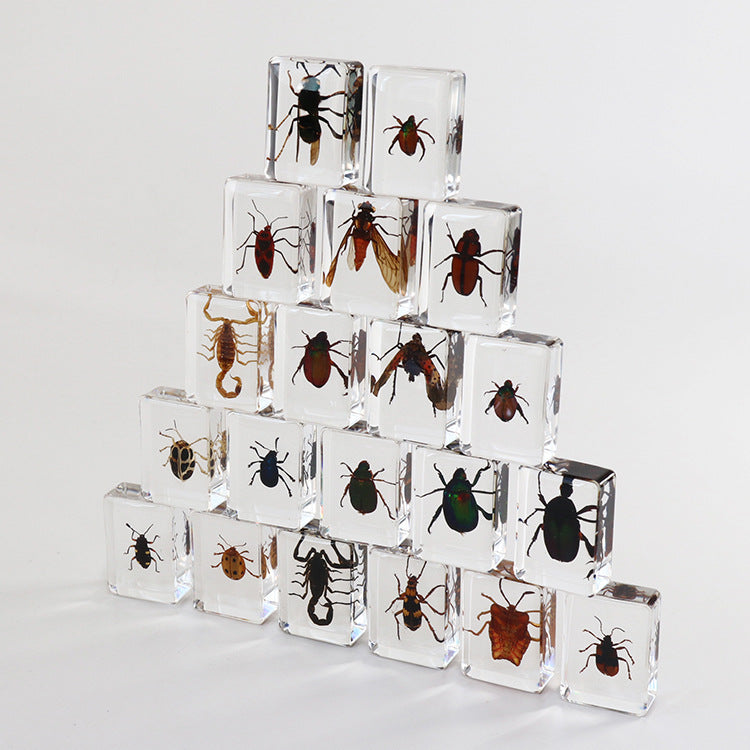 Wholesale 6pcs Small Insect Specimens Real Insect Resin Drip Glue Ornaments