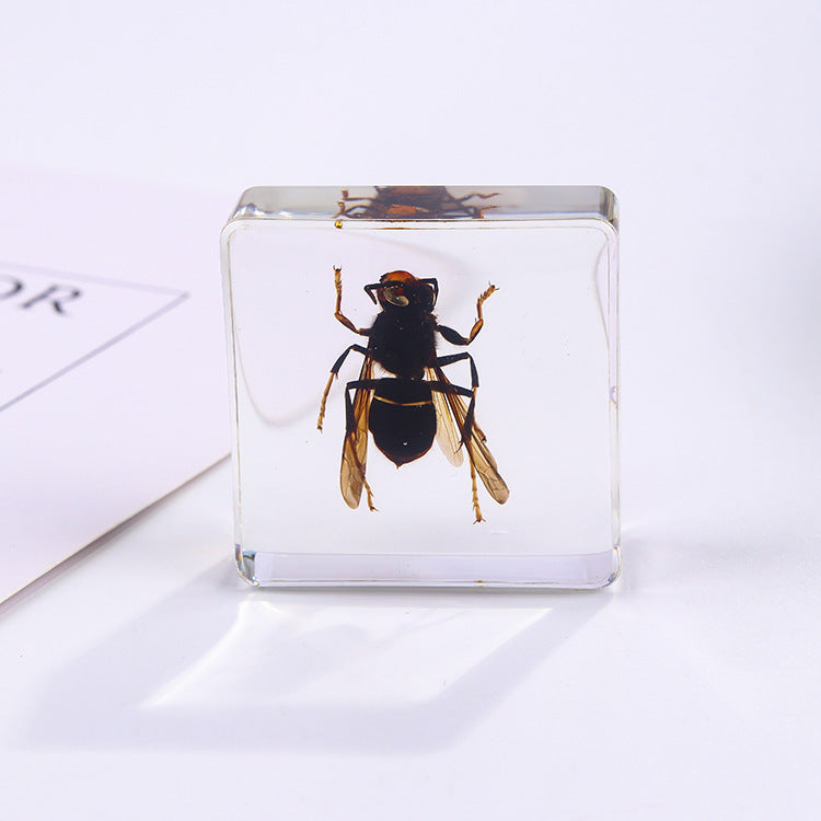 Wholesale 6pcs Square Resin Insect Animal Specimen Amber Craft Ornaments