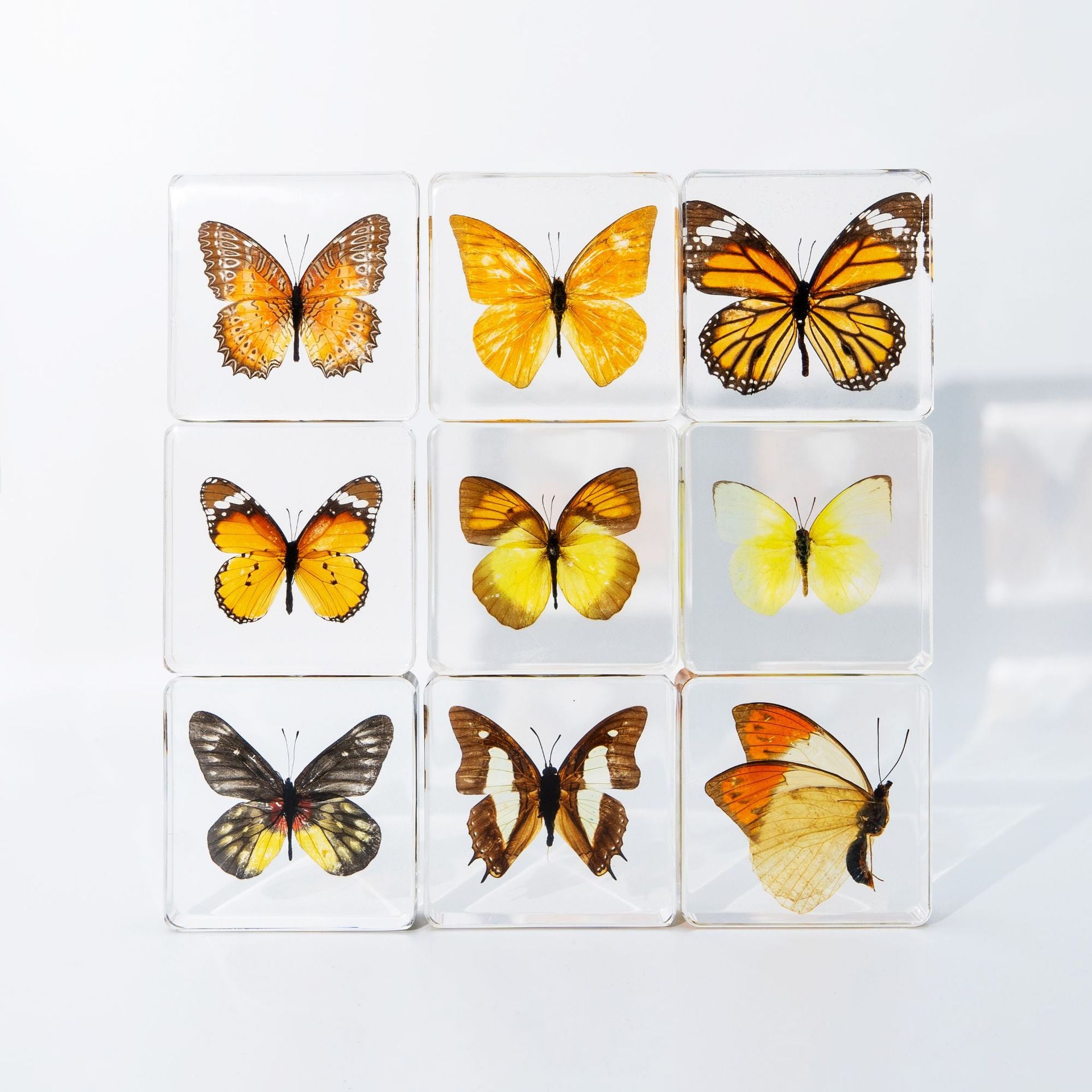 Wholesale Epoxy Butterfly Spreading Wings Resin Specimen