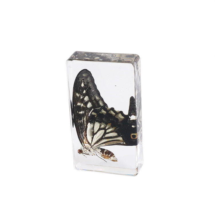 Wholesale 6PCS Citrus Butterfly Rectangular Resin Insect Specimen Ornaments