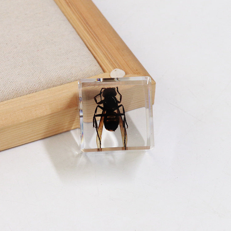 Wholesale 6pcs 4cm Cube Insect Resin HD Transparent Resin Ornaments