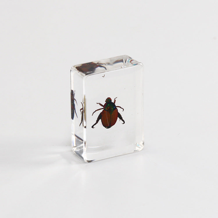 Wholesale 6pcs Small Insect Specimens Real Insect Resin Drip Glue Ornaments