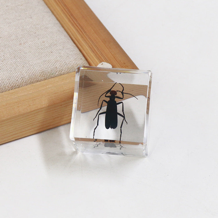 Wholesale 6pcs 4cm Cube Insect Resin HD Transparent Resin Ornaments