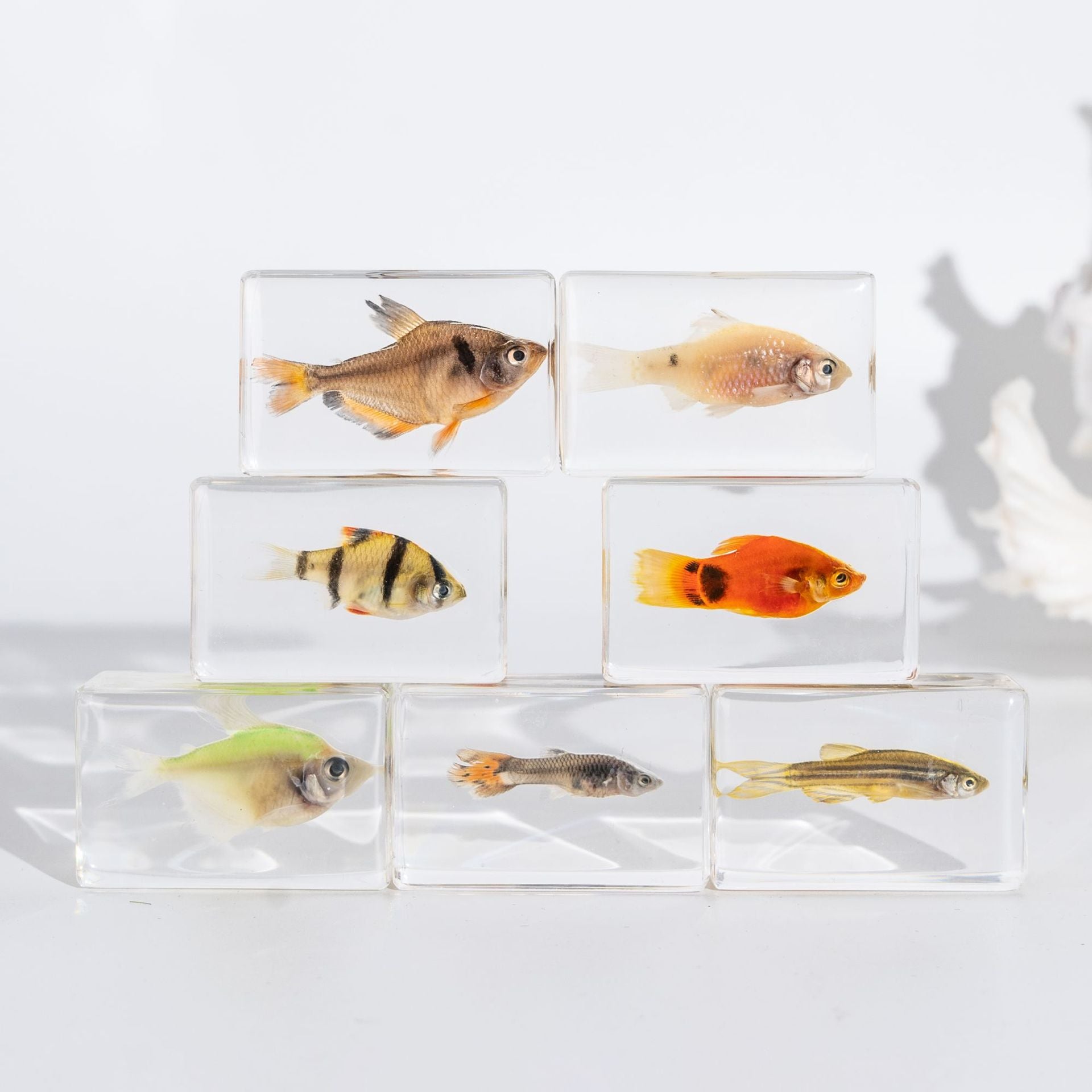 Wholesale Real Marine Fish Resin Specimen Ornaments