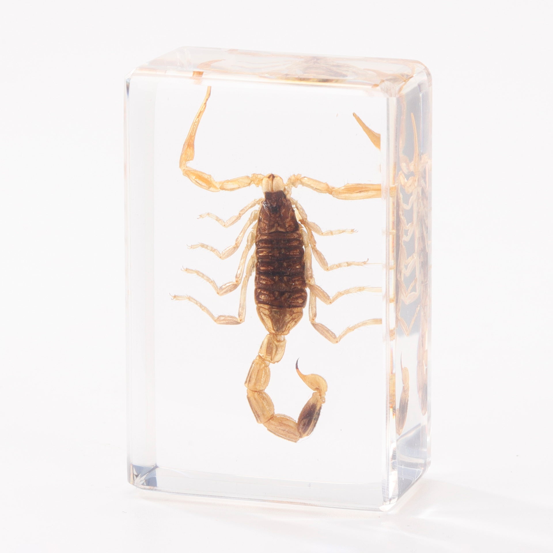 Wholesale Crystal Glue Real Insect Specimen Ornaments