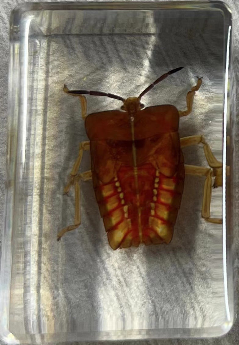 Wholesale Handmade Dripping Resin Insect Transparent Animal Specimen Ornaments