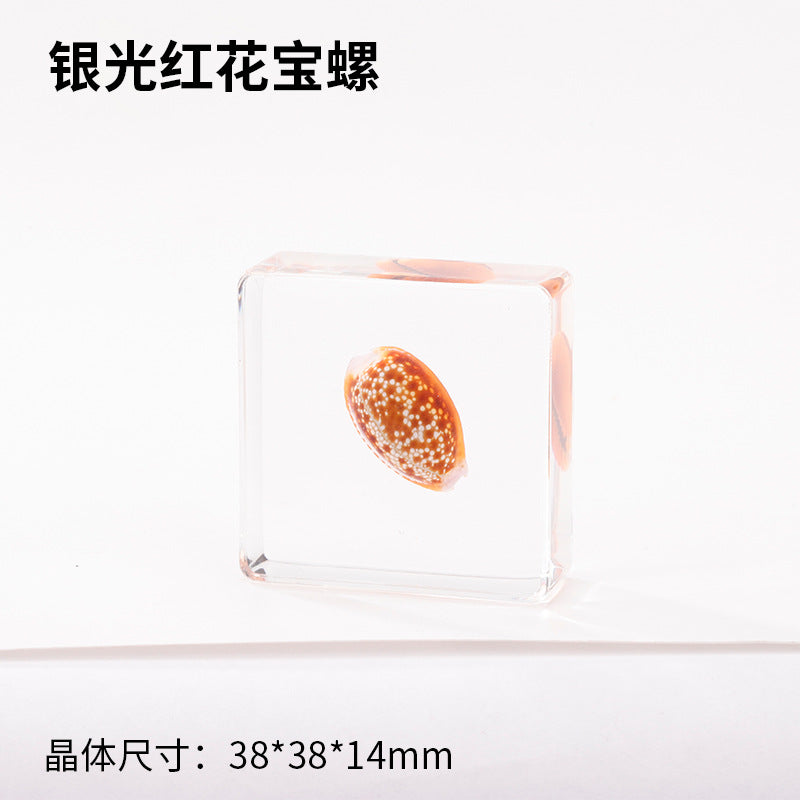 Wholesale Ocean Starfish Crab Shell Specimen Resin Ornaments