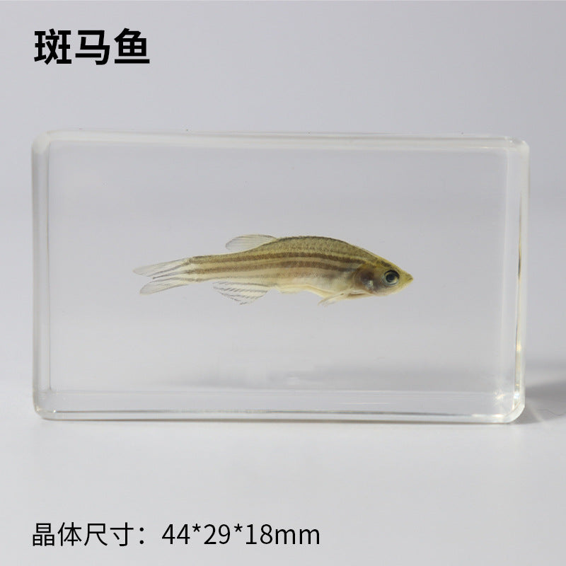 Wholesale Real Marine Fish Resin Specimen Ornaments
