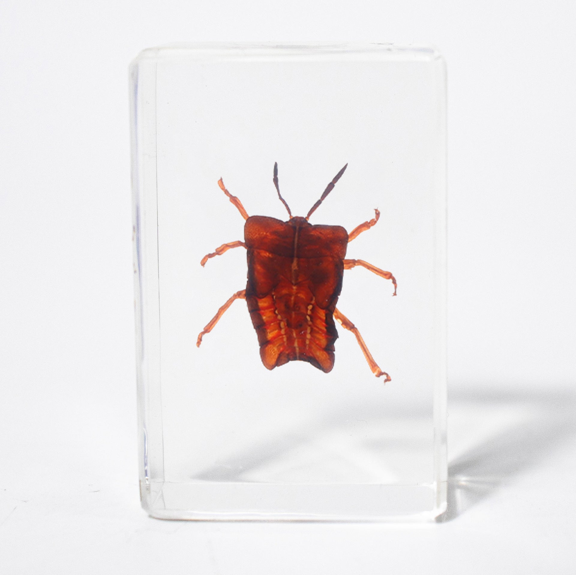 Wholesale Crystal Glue Real Insect Specimen Ornaments