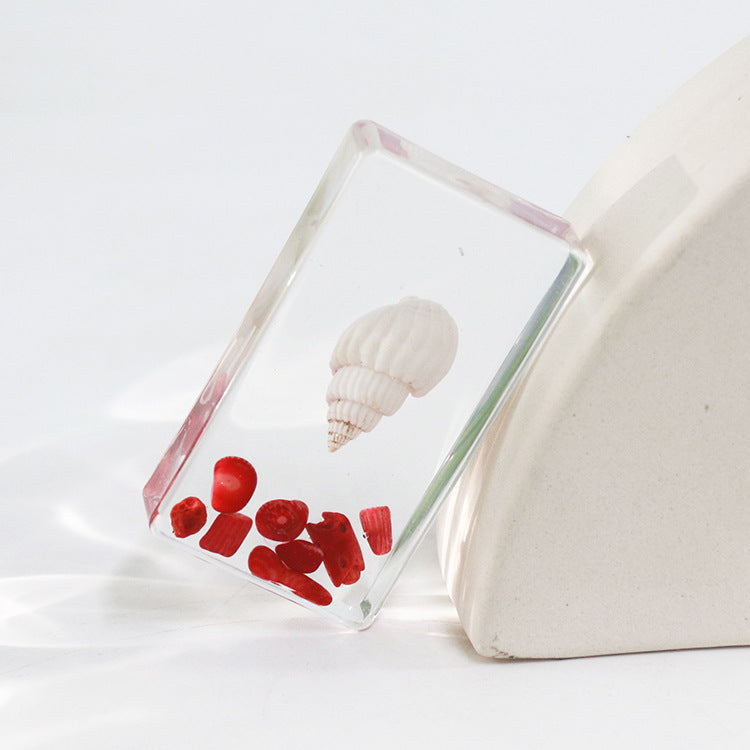 Wholesale 6pcs Real Conch Specimen Crafts Resin Ornaments