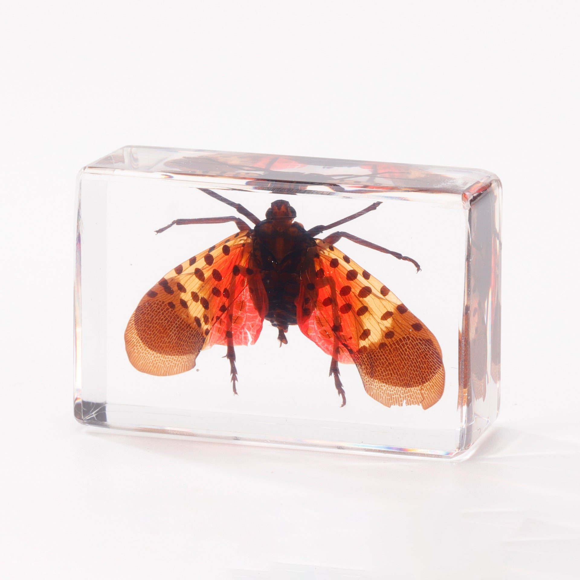 Wholesale Crystal Glue Real Insect Specimen Ornaments