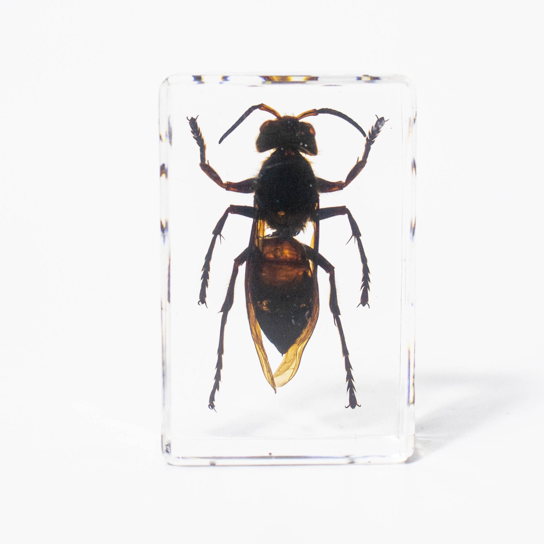 Wholesale Crystal Glue Real Insect Specimen Ornaments