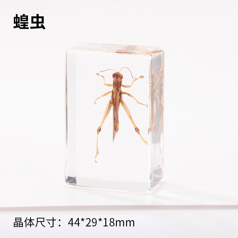 Wholesale Crystal Glue Real Insect Specimen Ornaments