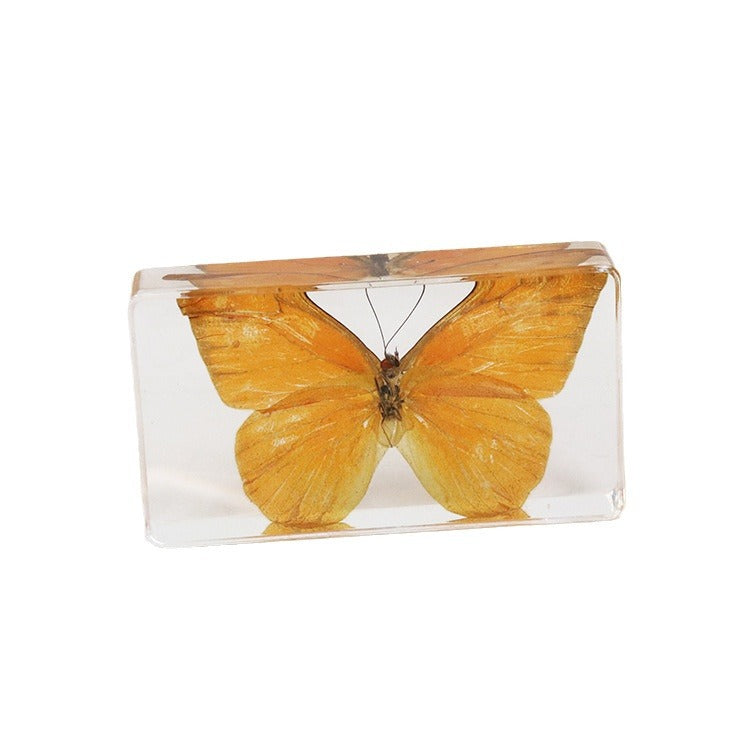 Wholesale 6pcs Real Butterfly with Wings Spread 3D Crafts Ornaments