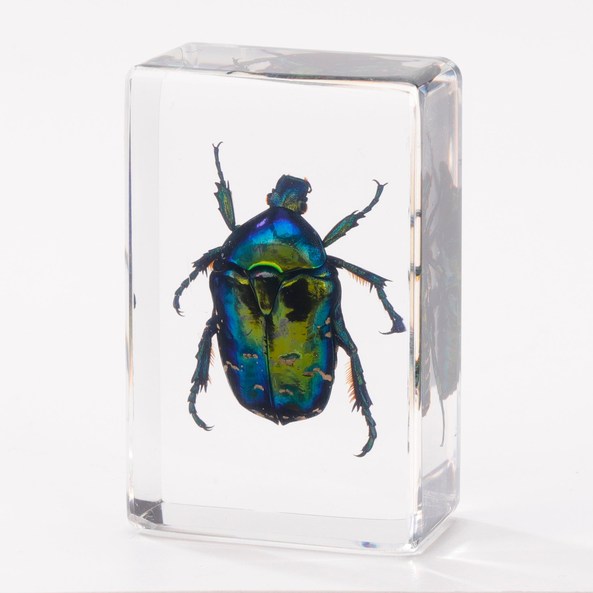Wholesale Crystal Glue Real Insect Specimen Ornaments