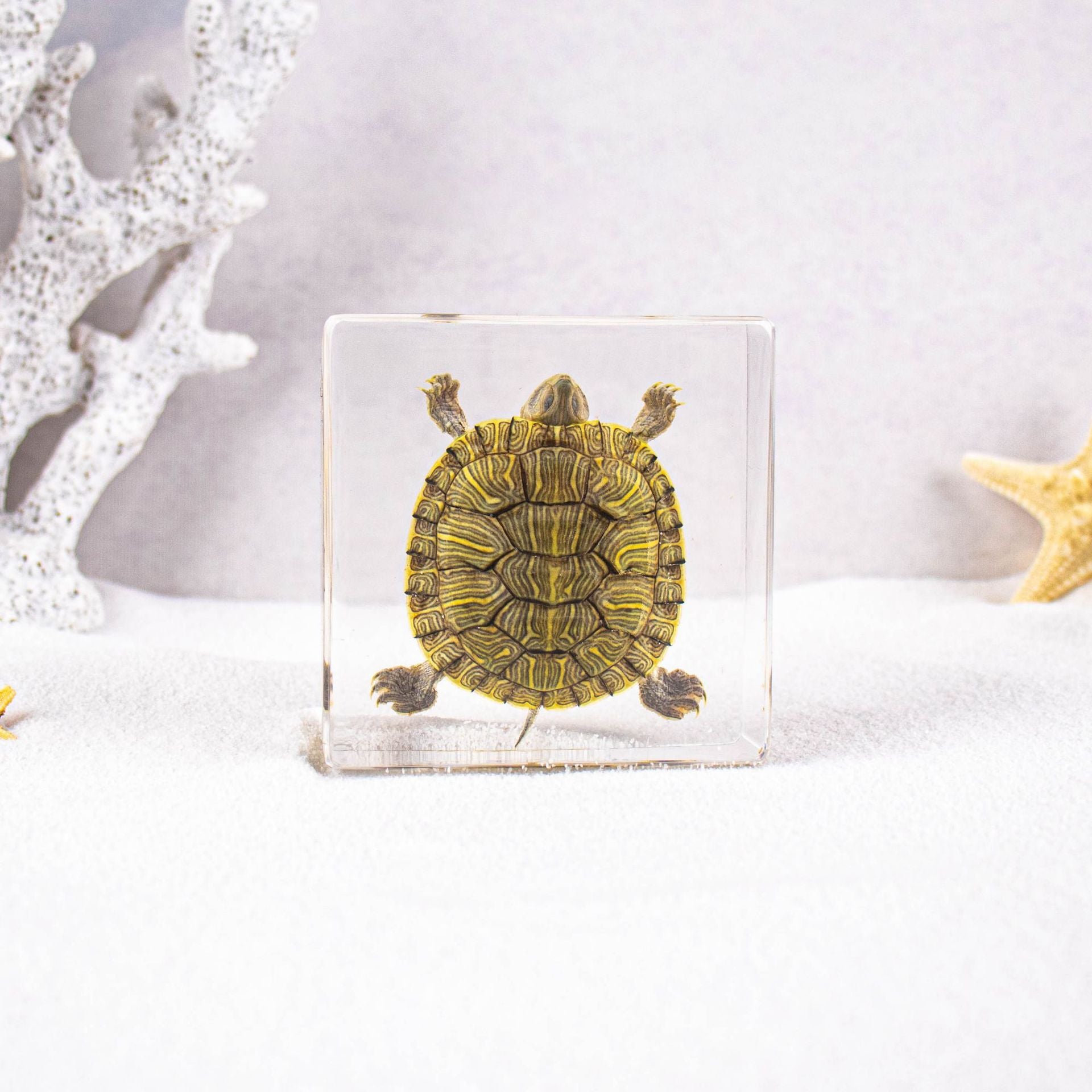 Wholesale Ocean Transparent Drop Glue Real Octopus Shell Specimen Ornaments