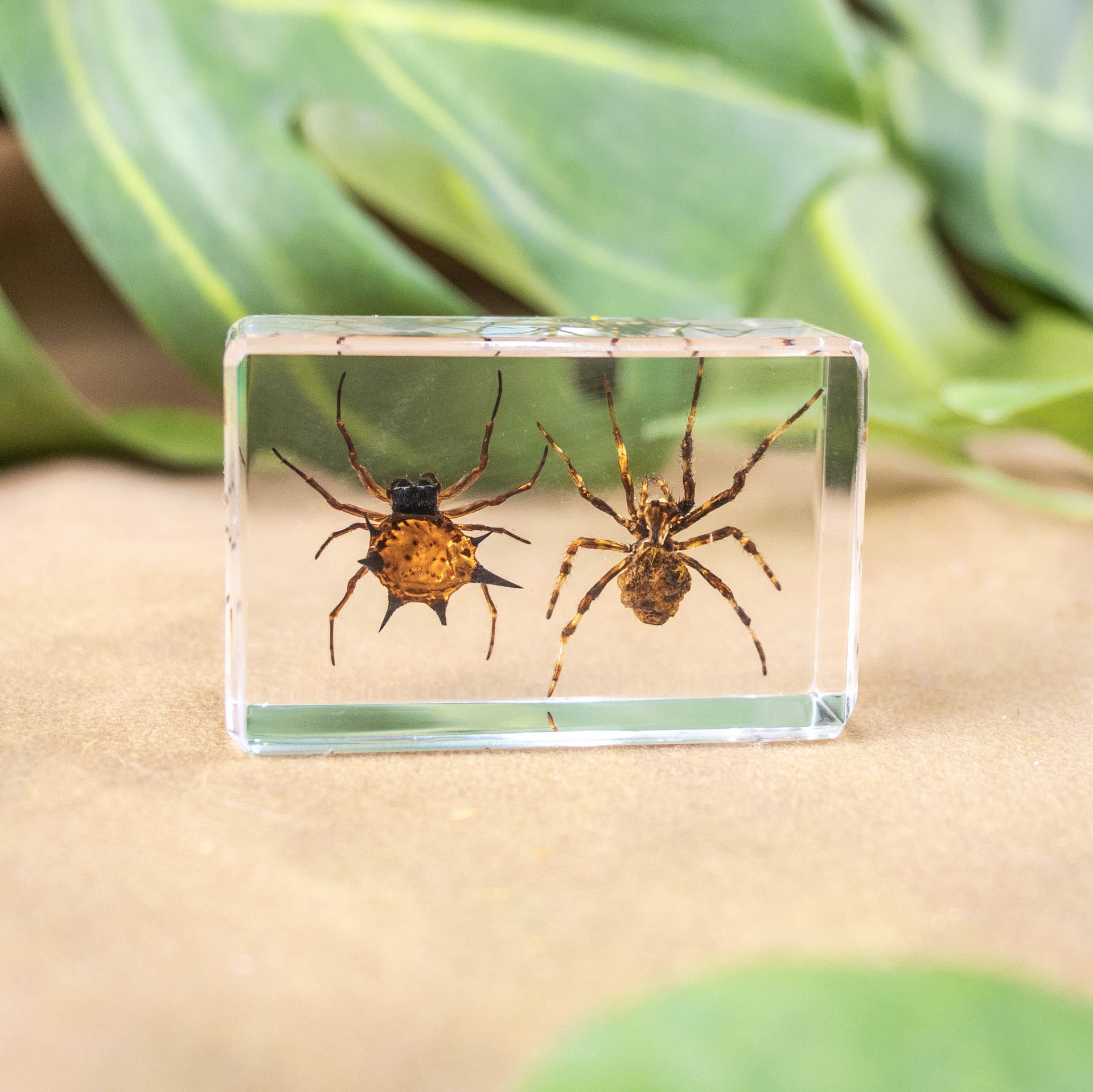 Wholesale Crystal Glue Real Insect Specimen Ornaments