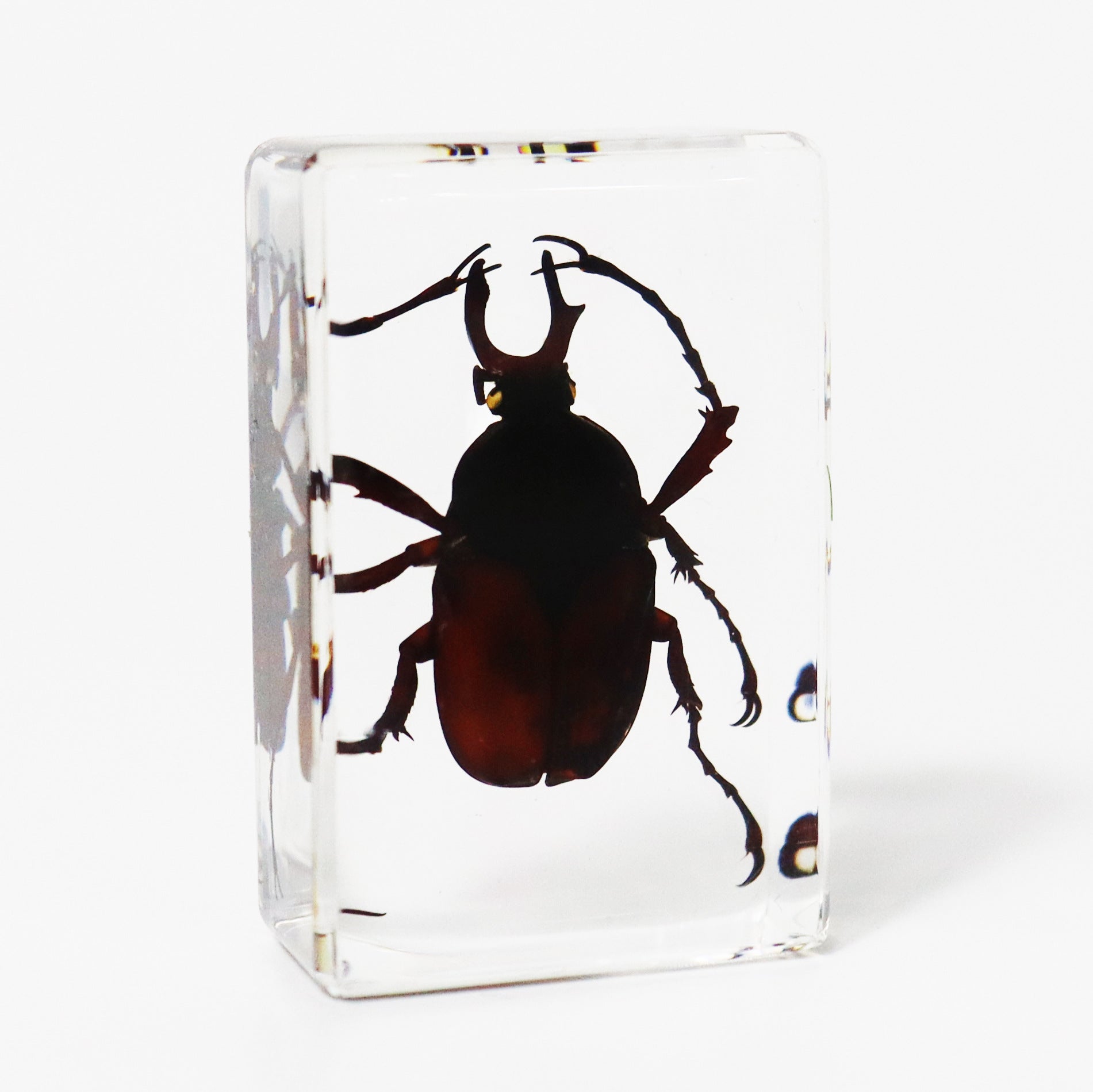 Wholesale Crystal Glue Real Insect Specimen Ornaments