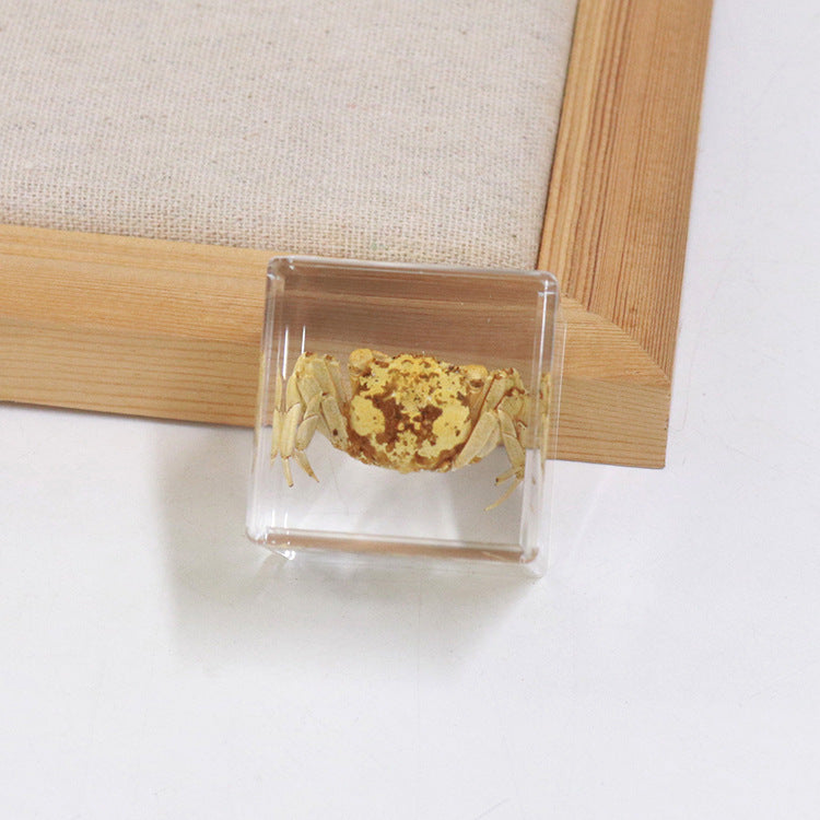 Wholesale 6pcs Ocean Cube Resin Crafts Ornaments