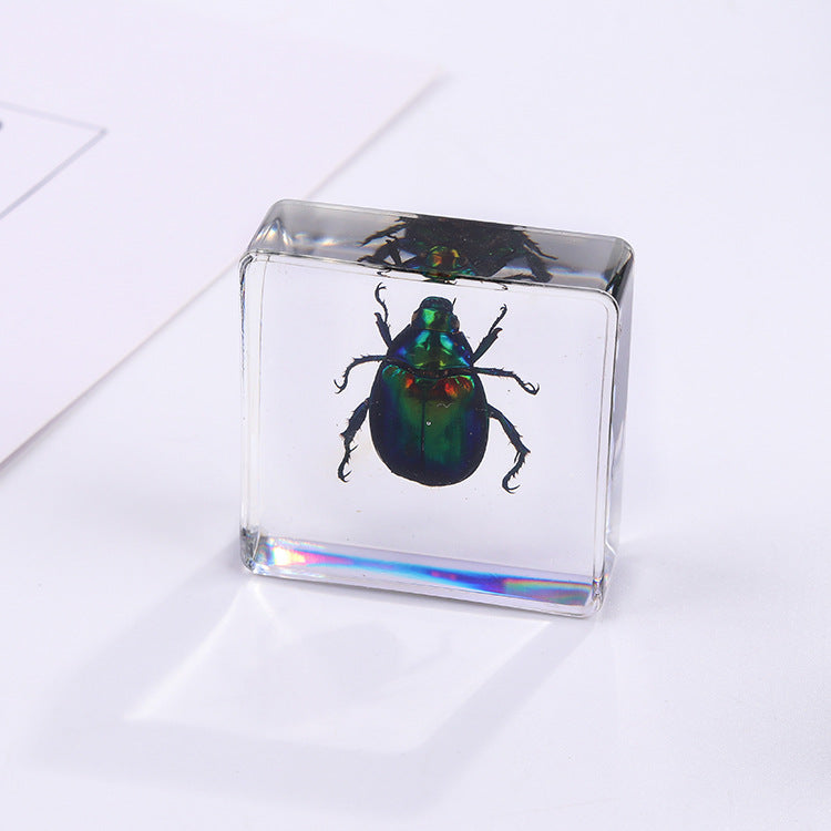 Wholesale 6pcs Square Resin Insect Animal Specimen Amber Craft Ornaments