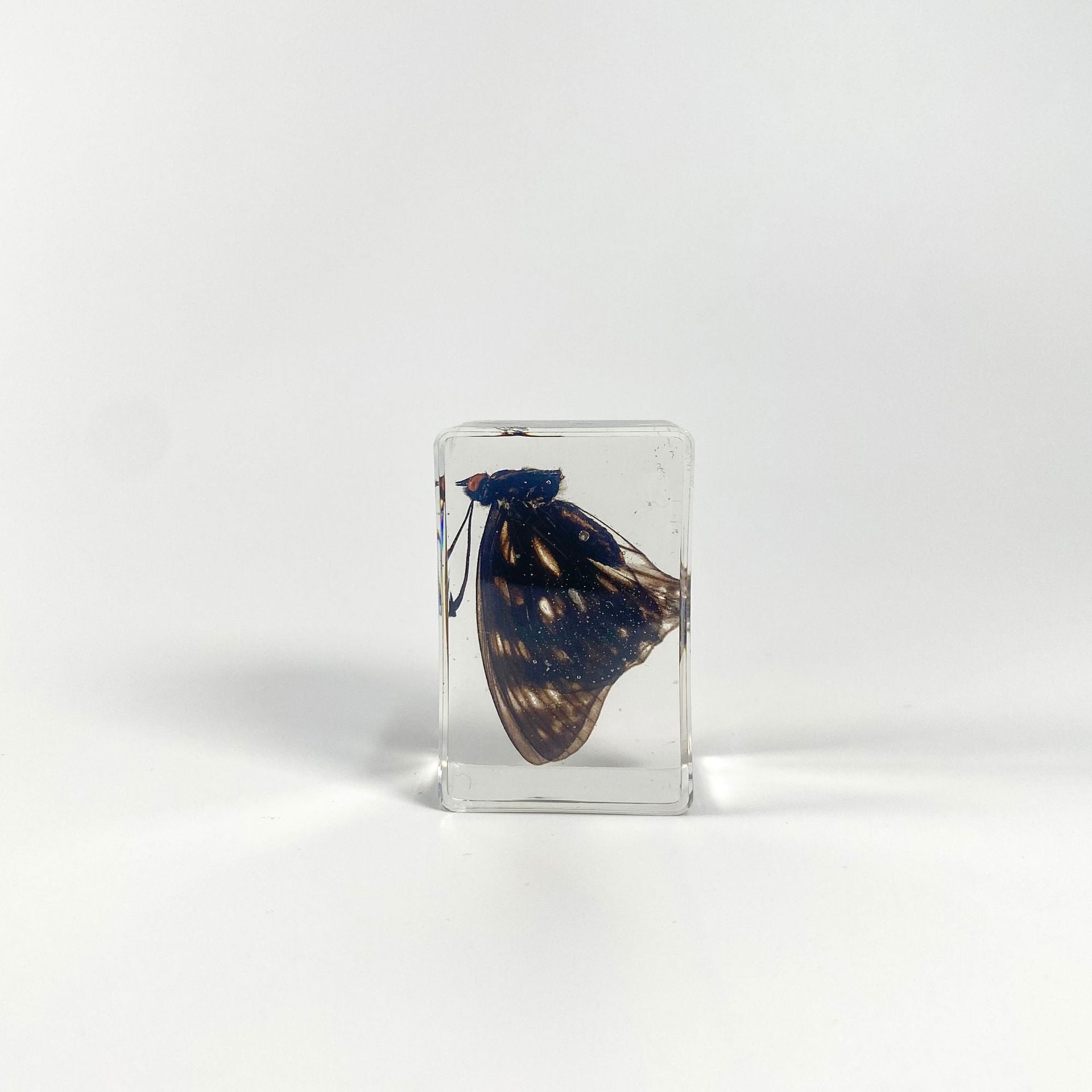 Wholesale 6pcs Handmade Resin Amber Butterfly Specimen