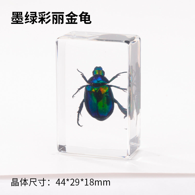 Wholesale Crystal Glue Real Insect Specimen Ornaments