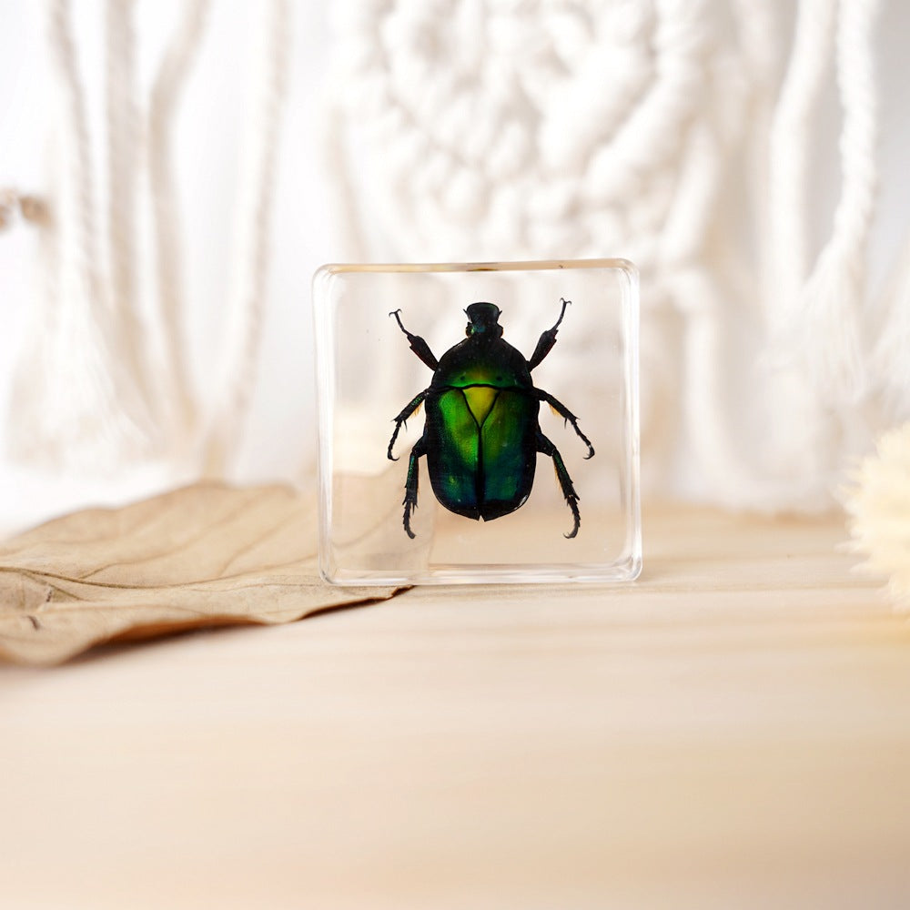 Wholesale Real Insect Specimen Resin Crafts Small Ornaments
