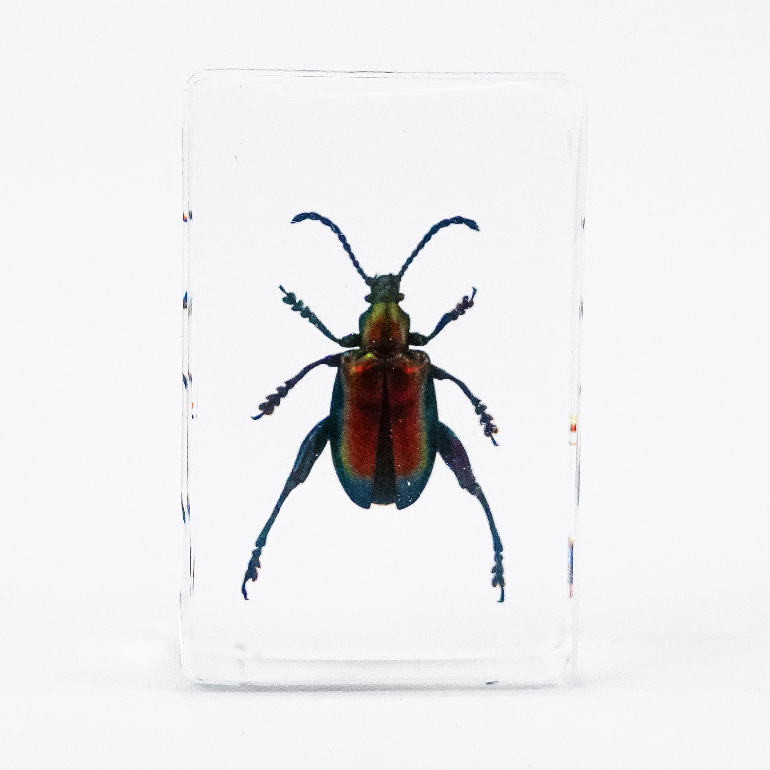 Wholesale Crystal Glue Real Insect Specimen Ornaments