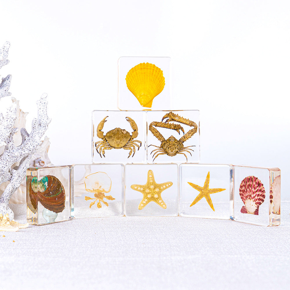 Wholesale Ocean Transparent Drop Glue Real Octopus Shell Specimen Ornaments