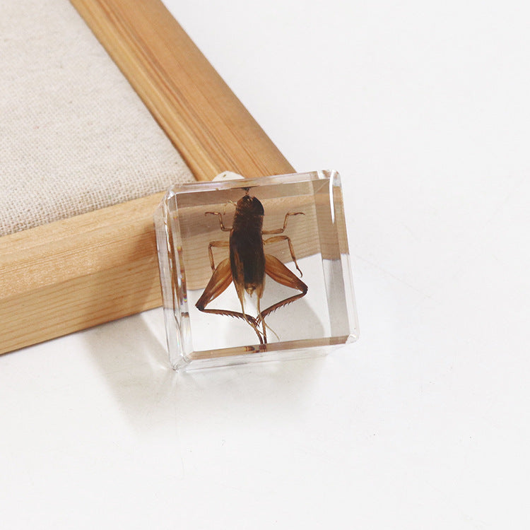 Wholesale 6pcs 4cm Cube Insect Resin HD Transparent Resin Ornaments