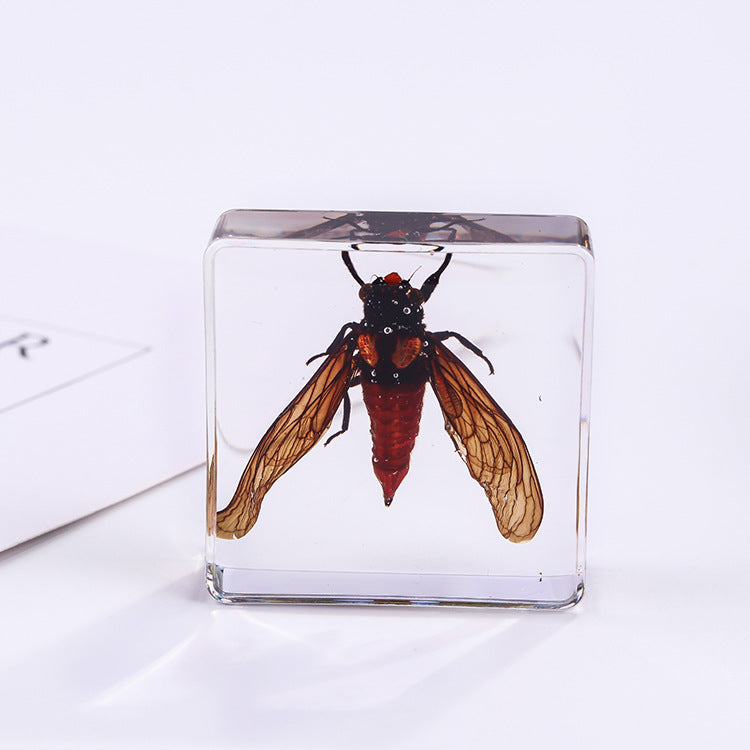 Wholesale 6pcs Square Resin Insect Animal Specimen Amber Craft Ornaments