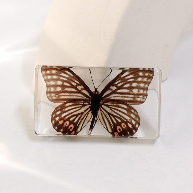 Wholesale 6pcs Real Butterfly with Wings Spread 3D Crafts Ornaments