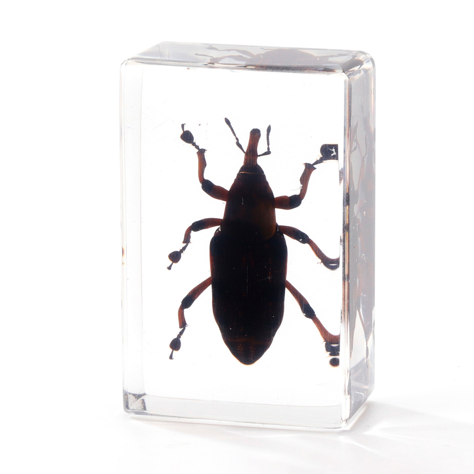 Wholesale Crystal Glue Real Insect Specimen Ornaments
