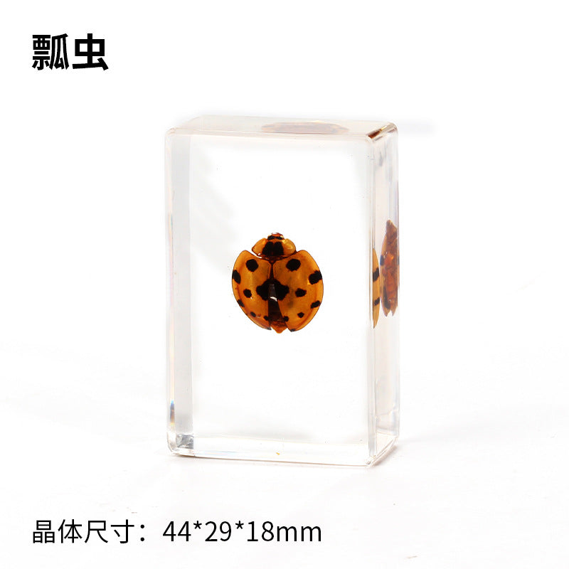 Wholesale Crystal Glue Real Insect Specimen Ornaments