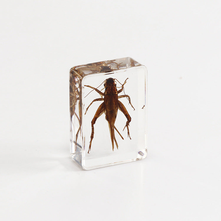 Wholesale 6pcs Small Insect Specimens Real Insect Resin Drip Glue Ornaments