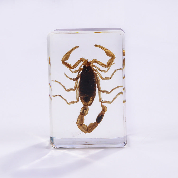 Wholesale 6pcs Handmade Glue Resin Insect Transparent Specimen Ornaments