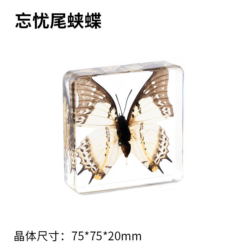 Wholesale Epoxy Butterfly Spreading Wings Resin Specimen