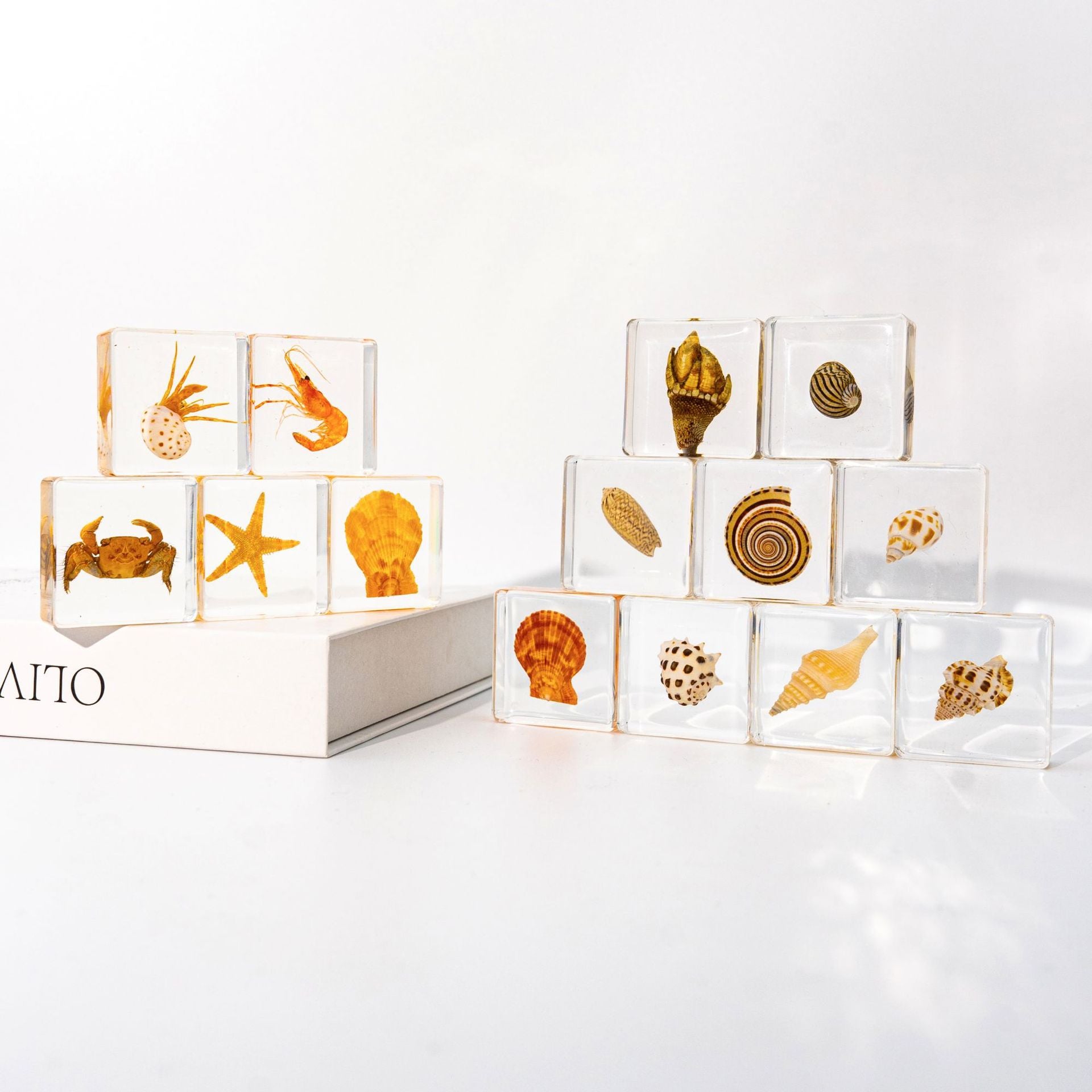 Wholesale Ocean Starfish Crab Shell Specimen Resin Ornaments